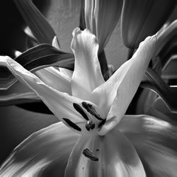 Close-up of flowering plant