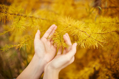 Close-up of hand holding plant