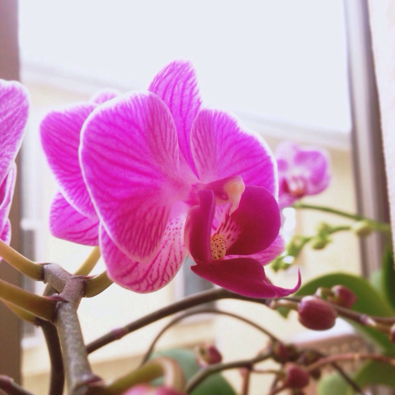 flower, petal, freshness, fragility, flower head, growth, close-up, beauty in nature, focus on foreground, pink color, nature, blooming, plant, stem, in bloom, bud, purple, day, blossom, no people