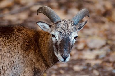 Close-up of mouflon