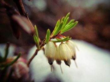 Close-up of plant