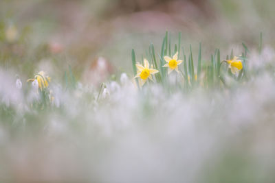 Close-up of yellow flowering plants on field