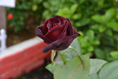 Close-up of red rose flowering plant