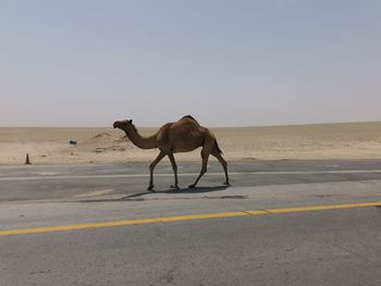 camel