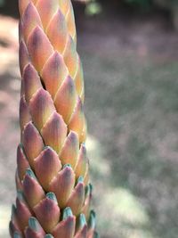 Close-up of berries growing on field