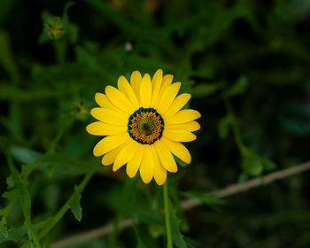 Close-up of yellow flower