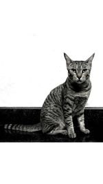 Portrait of cat sitting against wall