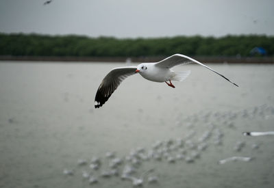 Seagull flying over sea