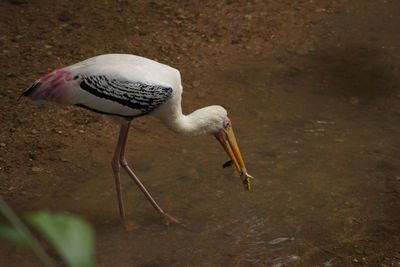 Close-up of bird in water