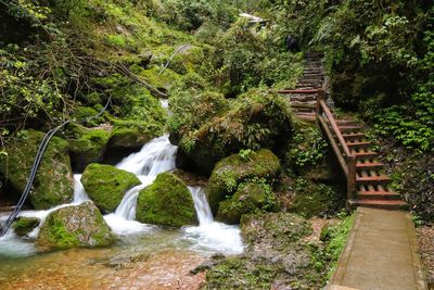 Scenic view of waterfall in forest