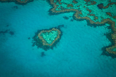 High angle view of coral in sea