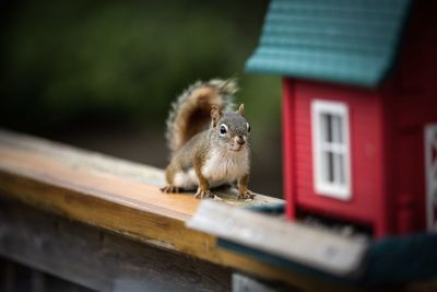 Close-up of squirrel on wood