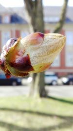 Close-up of fruit on flower