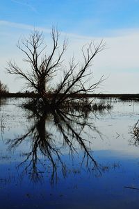 Reflection of tree in lake against sky