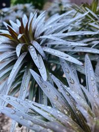 Close-up of wet plant leaves during winter