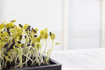 Close-up of small potted plant against white wall
