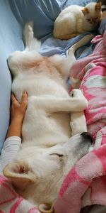 High angle view of dog sleeping on bed