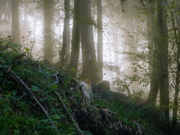 Trees in forest