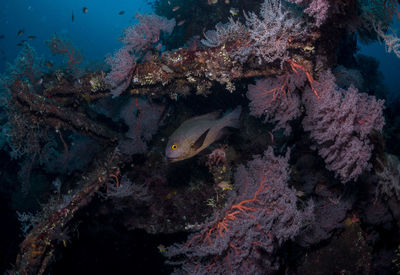 View of fish swimming underwater