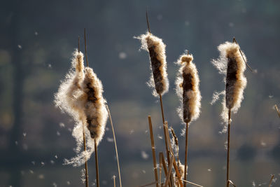 Close-up of reed plant against sky