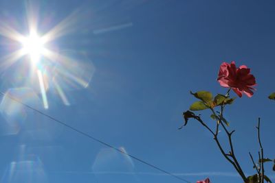 Low angle view of flower against blue sky