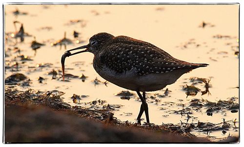 Close-up of bird perching on water