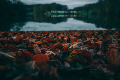 Close-up of autumn leaves in lake