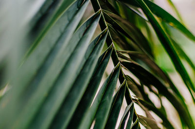 Close-up of palm tree