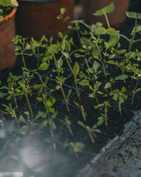 Close-up of potted plant