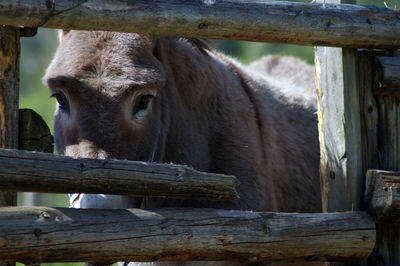 Close-up of horse in pen
