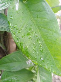 Close-up of raindrops on leaves