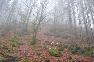 Trees in forest