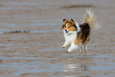 Dog running on beach