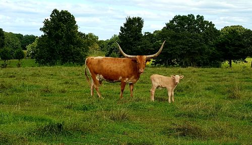 Cow standing on field against trees