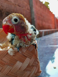 Close-up of a bird