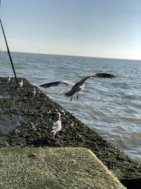 Seagull flying over sea against sky