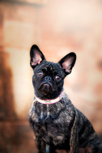 Close-up portrait of a dog