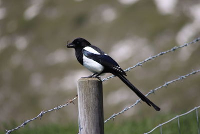 Bird perching on wooden post