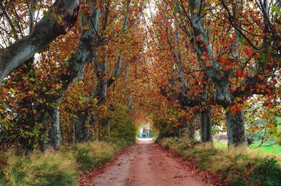 Pathway along trees in forest