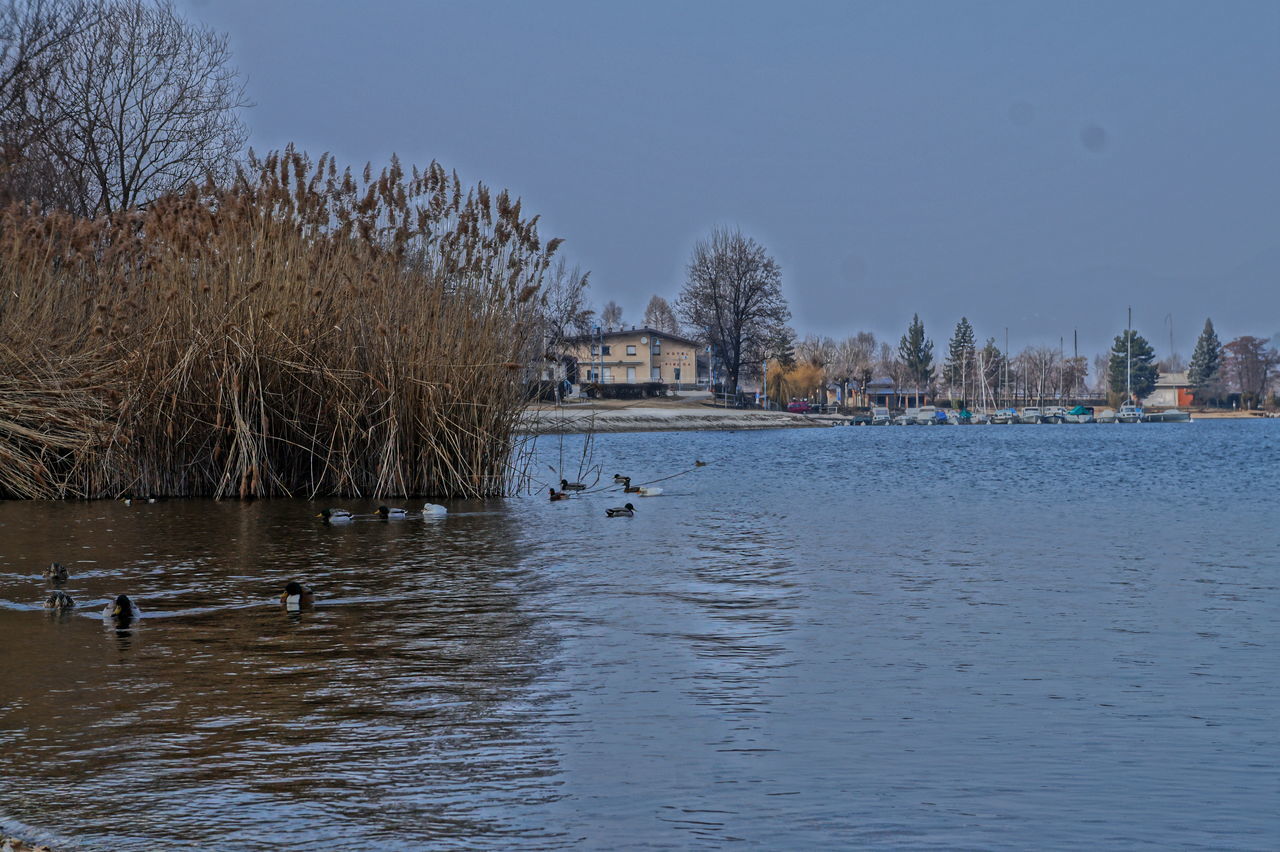 VIEW OF BIRDS IN CALM LAKE