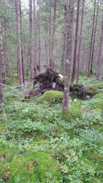 Trees growing in forest