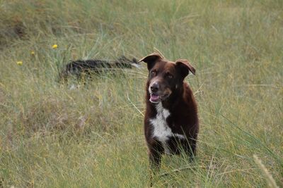 Portrait of brown dog in grassy field