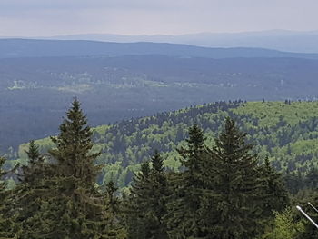 Scenic view of forest and mountains against sky