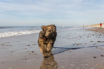 Dog on beach against sky