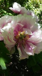 Close-up of pink flowers