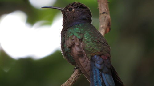 Close-up of bird perching on branch