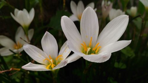 Close-up of white crocus blooming outdoors