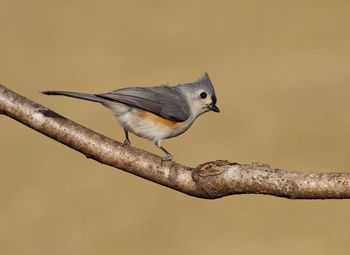 Close-up of bird perching on branch