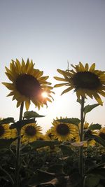 Close-up of yellow flowers blooming on field against sky