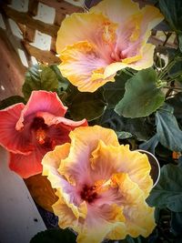 Close-up of multi colored flower